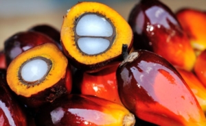 Conosciamo l'ingrediente olio di palma